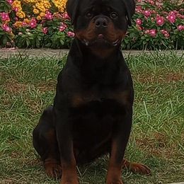 Rosco - Rottweiler