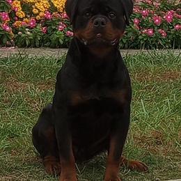 Rosco - Rottweiler