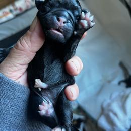 Dark fawn girl 2 - Fawn female Pug puppy in Onalaska, Washington from Cupid’s Pugs