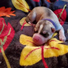 Nutmeg (purple) - Gray and white female Siberian Husky puppy in Elk River, Minnesota from Naturez Siberians