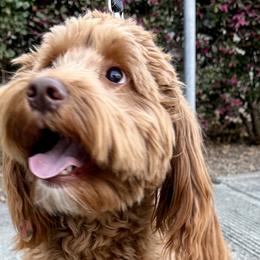 Belle - Australian Labradoodle