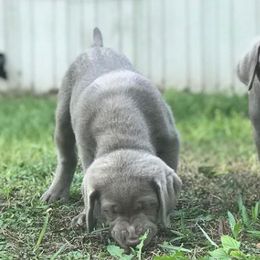 Dilute Retrievers from Adger Lake Labradors - Silver & Charcoal