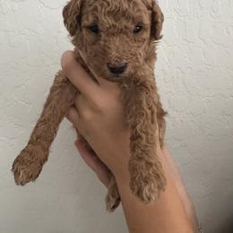Goldendoodle Puppies from Heather's Goldendoodles
