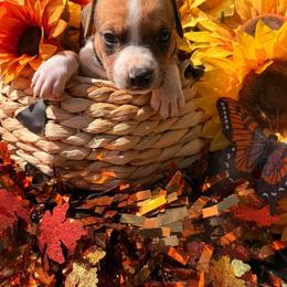 Male 1 - Fawn male American Staffordshire Terrier puppy in Roseburg, Oregon from Bold & Beautiful Amstaffs