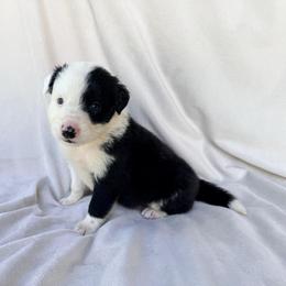 Black Male I - Black and white male Border Collie puppy in Okeechobee, Florida from Cowtown Corgis & Border Collies