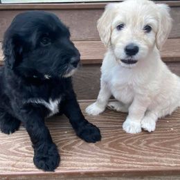 Assorted Doodle Crosses, Aussiedoodles, Bernedoodles, Cavapoos, Cotons de Tulear, and Goldendoodles from Scenic City Doodles