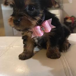 Yorkshire Terrier Puppies from The Yorkie House