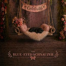 Celebrity - Black female Miniature Schnauzer puppy in Winter Haven, Florida from The Blue Eyed Schnauzer