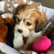 Cavachons from Bowsnwags Cavachons