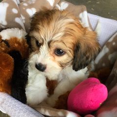 Cavachons from Bowsnwags Cavachons