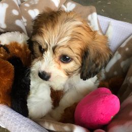 Cavachons from Bowsnwags Cavachons