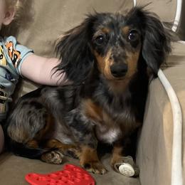 Dachshund All Grown Up from BJGM Dachshunds