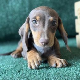 Walker - Chocolate and cream male Dachshund puppy in Pflugerville, Texas from Dream A Dream Dachshunds