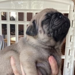 Pugs from Immaculate Pugs