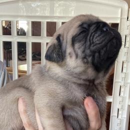 Pugs from Immaculate Pugs