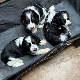 Girl 1 - Black white and tan female English Springer Spaniel puppy in Godley, Texas from Legacy Springer Spaniels