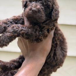 Corlys - Brown male Poodle puppy in Atlanta, Georgia from Syren House Doodles & Poodles
