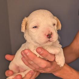 Girl 2 - female Cavapoochon puppy in Poetry, Texas from Darling Doodles of Texas