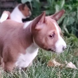 Basenji Puppies from Basenji Puppies