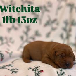 Witchita - Yellow male Labrador Retriever puppy in Puyallup, Washington from 12 Door Farm Labradors