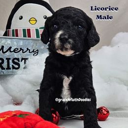 Goldendoodle and Labradoodle Puppies from Grace N Faith Doodles