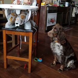 Australian Shepherd and English Springer Spaniel All Grown Up from Bluegrass Bend Aussies & Springer Spaniels