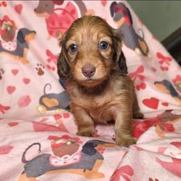 Dahlia - Red female Dachshund puppy in Bristol, Tennessee from It's Mini Wieners Baby