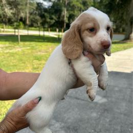 Bodie - Piebald male Dachshund puppy in Lakeland, Florida from Queens of the South
