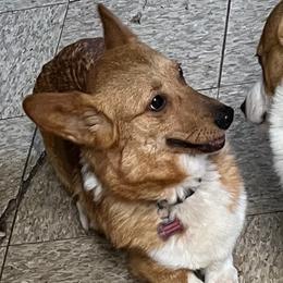 Pembroke Welsh Corgi puppies from M&J Country Kennels