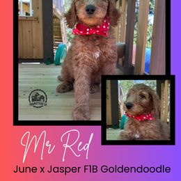 Mr. Red - Red  male Goldendoodle puppy in Blue Springs, Missouri from Farmstead 51