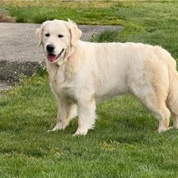 Ovatsiya - Golden Retriever
