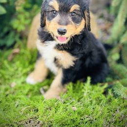 Glenn - Black tri-color male Aussiedoodle puppy in Ohio from Holley Doodles