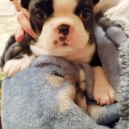 Boston Terrier Puppies from Our Gang Bostons