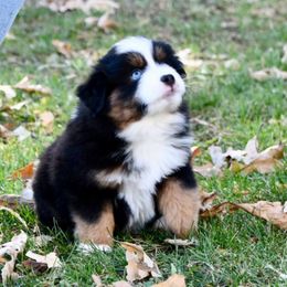 Boy 3, Hawk - Black tri male Toy Australian Shepherd puppy in Bristow, Iowa from Pine Ridge Toy Aussies
