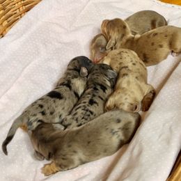 Aussiedoodle, Australian Shepherd, Dachshund, and Miniature Australian Shepherd Puppies from Bline’s Awesome Aussies at the Bline Family Farm