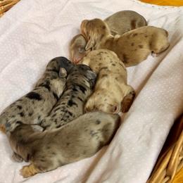 Aussiedoodle, Australian Shepherd, Dachshund, and Miniature Australian Shepherd Puppies from Bline’s Awesome Aussies at the Bline Family Farm