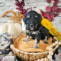 Bernedoodle Puppies from Whispering Aspen Homestead
