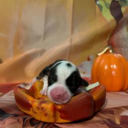 Fritter - Black and tan female Pembroke Welsh Corgi puppy in Saint George, South Carolina from Carolina cotton candy corgis