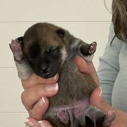 Girl 2 - female Shiba Inu puppy in Milton, Florida from Moonlight Shibas