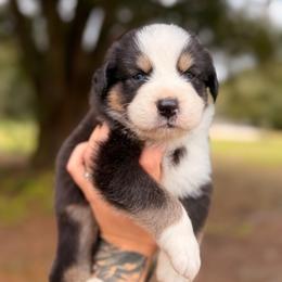Solo AKC - Black tri-color male Australian Shepherd puppy in Polk City, Florida from Skaky Shepherds