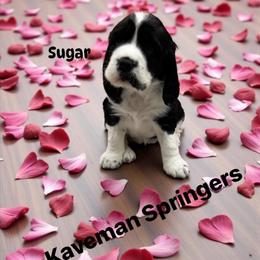 Female- Black white-  Sugar - Black and white female English Springer Spaniel puppy in Pacific, Washington from Kaveman Springers