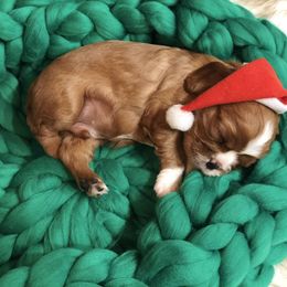 Cavalier King Charles Spaniel Puppies from Colorful Cavaliers