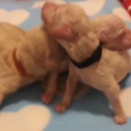 Poodle Puppies from Barbi's Standards
