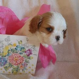Cavalier King Charles Spaniels from Cowboy Cavaliers