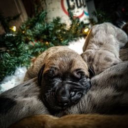 Great Dane Puppies from Pepper Mae Danes