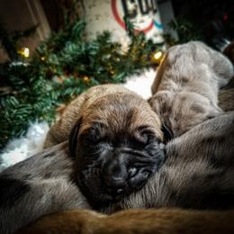 Great Dane Puppies from Pepper Mae Danes