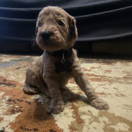 Shadow - Apricot male Goldendoodle puppy in Tavares, Florida from Spirited Doodles