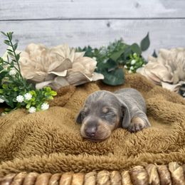 Dachshund Puppies from Harrison Farm
