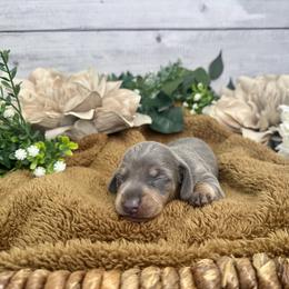 Dachshund Puppies from Harrison Farm