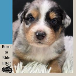 Chopper - Blue merle male Australian Shepherd puppy in Annville, Pennsylvania from Creekside Aussies LLC